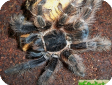 Nhandu carapoensis  