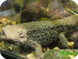 Paramesotriton chinensis