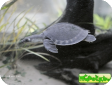 Carettochelys insculpta