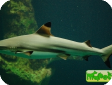 Carcharhinus melanopterus 