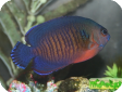 Centropyge bispinosa 