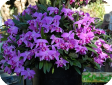 Laelia