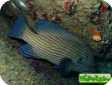 Cephalopholis formosa 