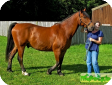 Ирландская упряжная (Irish Draught Horse)