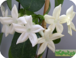 Stephanotis Thou.