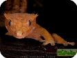 Rhacodactylus ciliatus