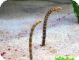 Gorgasia preclara 