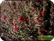 Leptospermum