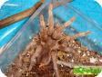 Lasiodorides polycuspulatus  