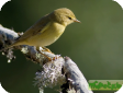 Phylloscopus trochilus