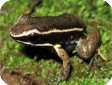 Allobates femoralis