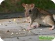 Rattus