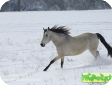 Мангаларга Маршадор (Mangalarga Marchador)