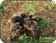 Aphonopelma seemani