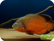 Astronotus ocellatus
