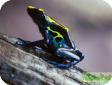 Dendrobates tinctorius