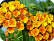 Verbena Hybriden