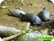 Rhinoclemmys funerea (Черная лесная) 