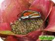 Dicronorrhina derbyana layardi 