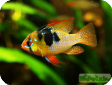 Papiliochromis ramirezi