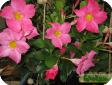 Dipladenia
