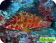 Epinephelus fasciatus 