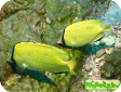 Chaetodon citrinellus 