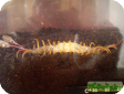 Alipes sp.
