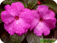 Impatiens