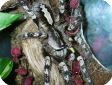 Poecilotheria striata  