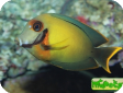 Acanthurus pyroferus 