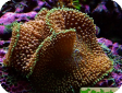 Ricordea florida 