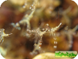 Urocaridella antonbruunii 