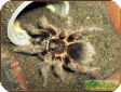 Phormictopus cancerides