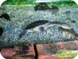 Chelodina siebenrocki