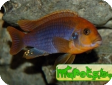 Iodotropheus sprengerae