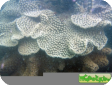 Turbinaria sp. 