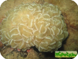 Physogyra sp. 