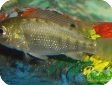 Tilapia mariae