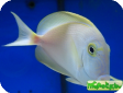 Acanthurus xanthopterus 