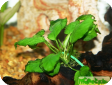 Anubias nana