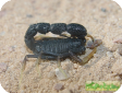 Orthochirus scrobiculosus negebensis