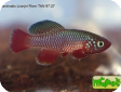 Nothobranchius rubripinnis