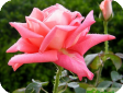 Rosa L.