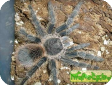 Lasiodora difficilis