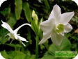 Eucharis Planch. et Lindl.