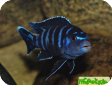 Pseudotropheus demasoni