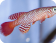 Nothobranchius flammicomantis