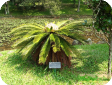 Cycas L.