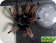 Brachypelma klaasi